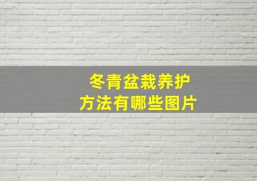 冬青盆栽养护方法有哪些图片