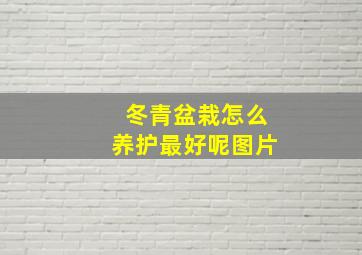 冬青盆栽怎么养护最好呢图片