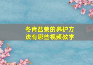 冬青盆栽的养护方法有哪些视频教学