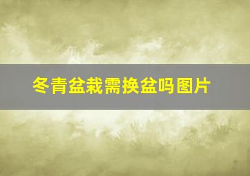 冬青盆栽需换盆吗图片