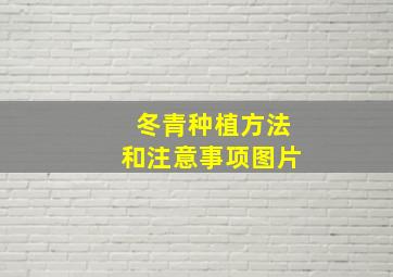 冬青种植方法和注意事项图片