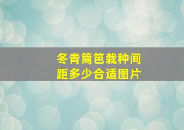 冬青篱笆栽种间距多少合适图片