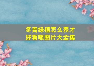 冬青绿植怎么养才好看呢图片大全集