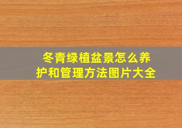 冬青绿植盆景怎么养护和管理方法图片大全