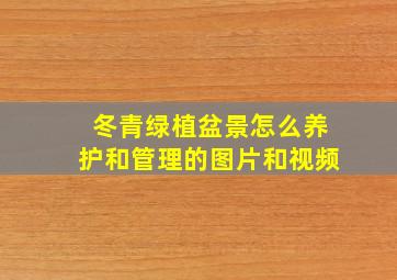 冬青绿植盆景怎么养护和管理的图片和视频