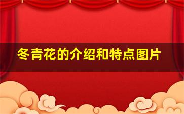 冬青花的介绍和特点图片