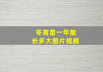 冬青苗一年能长多大图片视频