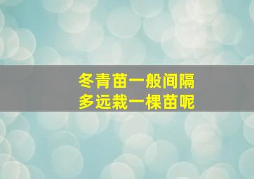 冬青苗一般间隔多远栽一棵苗呢