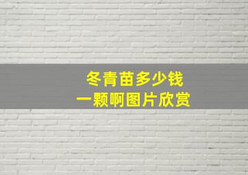 冬青苗多少钱一颗啊图片欣赏