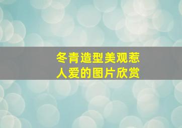 冬青造型美观惹人爱的图片欣赏