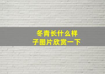 冬青长什么样子图片欣赏一下