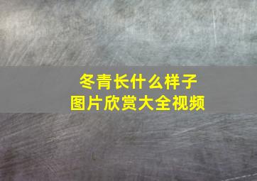 冬青长什么样子图片欣赏大全视频