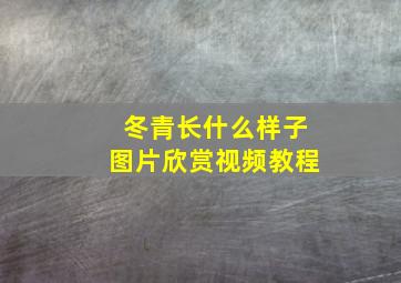 冬青长什么样子图片欣赏视频教程