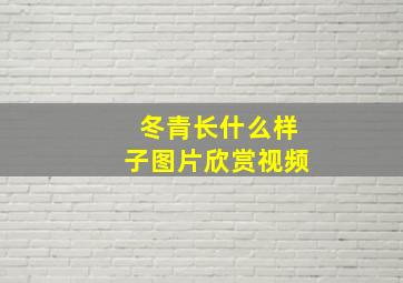 冬青长什么样子图片欣赏视频