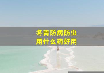 冬青防病防虫用什么药好用