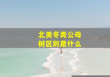 北美冬青公母树区别是什么