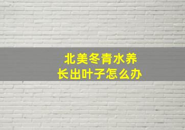 北美冬青水养长出叶子怎么办