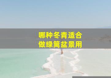 哪种冬青适合做绿篱盆景用