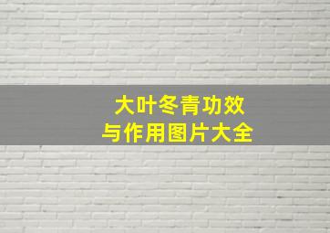 大叶冬青功效与作用图片大全