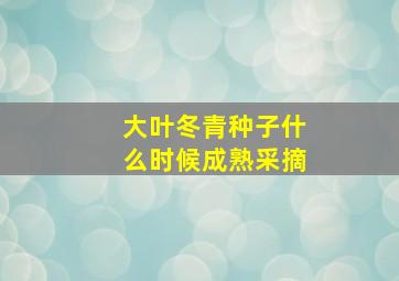 大叶冬青种子什么时候成熟采摘