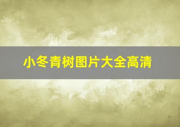 小冬青树图片大全高清