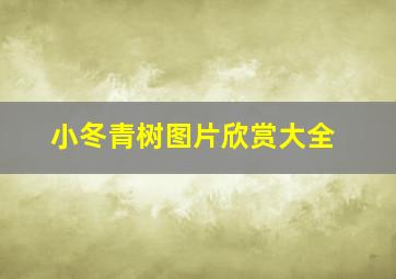 小冬青树图片欣赏大全