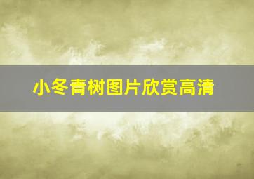 小冬青树图片欣赏高清