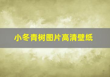 小冬青树图片高清壁纸