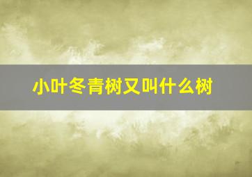 小叶冬青树又叫什么树