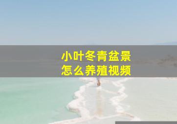 小叶冬青盆景怎么养殖视频