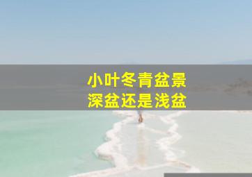 小叶冬青盆景深盆还是浅盆