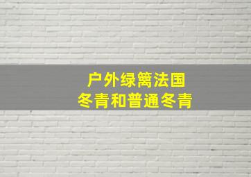 户外绿篱法国冬青和普通冬青