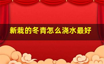 新栽的冬青怎么浇水最好