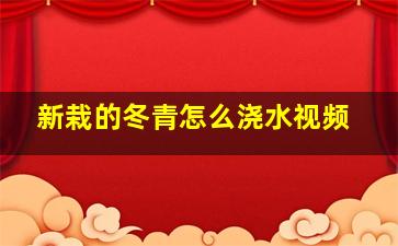 新栽的冬青怎么浇水视频