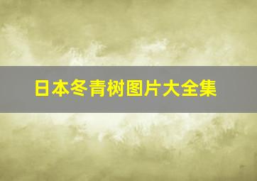 日本冬青树图片大全集