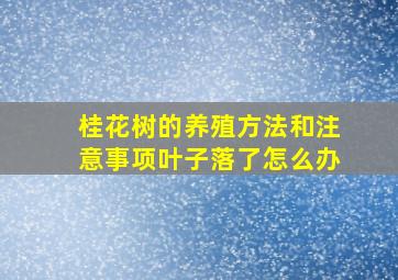 桂花树的养殖方法和注意事项叶子落了怎么办