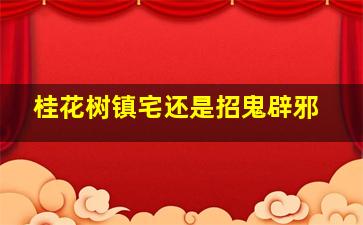 桂花树镇宅还是招鬼辟邪