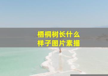 梧桐树长什么样子图片素描