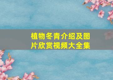 植物冬青介绍及图片欣赏视频大全集