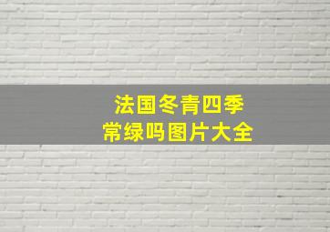 法国冬青四季常绿吗图片大全