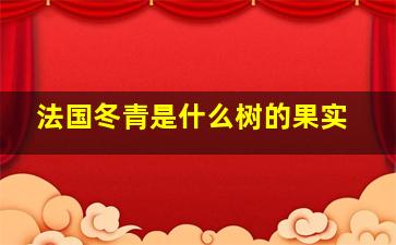 法国冬青是什么树的果实