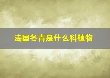 法国冬青是什么科植物