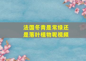 法国冬青是常绿还是落叶植物呢视频