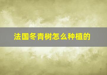 法国冬青树怎么种植的