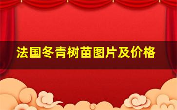 法国冬青树苗图片及价格