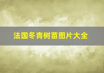 法国冬青树苗图片大全