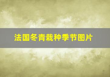 法国冬青栽种季节图片