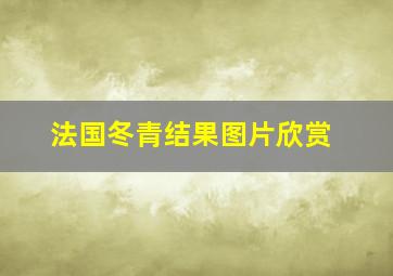 法国冬青结果图片欣赏