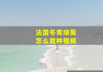 法国冬青绿篱怎么栽种视频