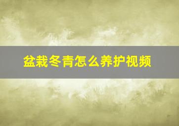 盆栽冬青怎么养护视频